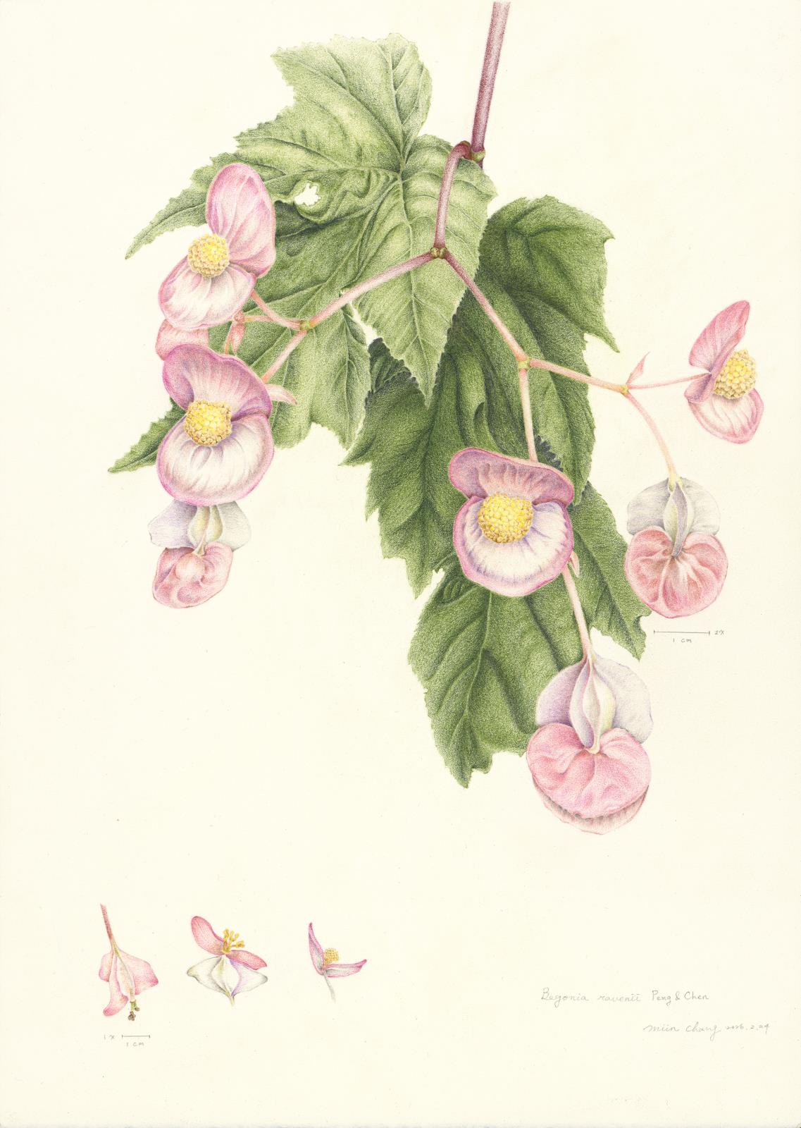 Begonia ravenii Peng & Chen